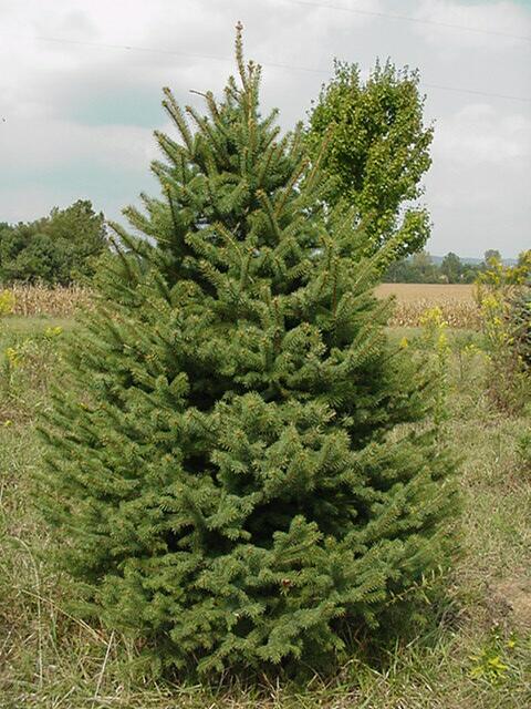 Colorado Green Spruce